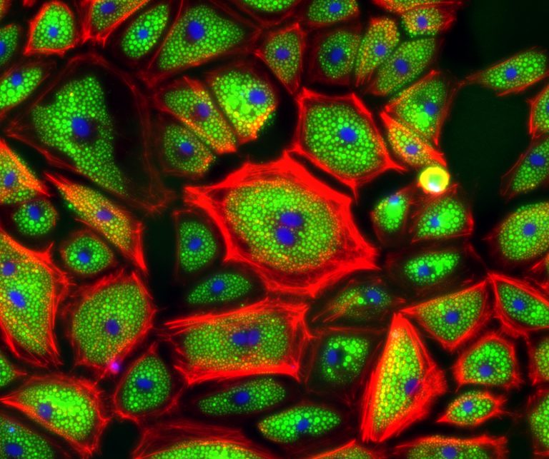Change the Way You View Science with ECHO Microscopes - Discover Echo