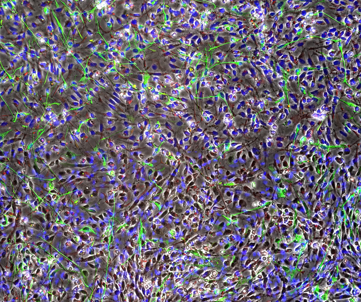Revolve Microscope - Discover Echo